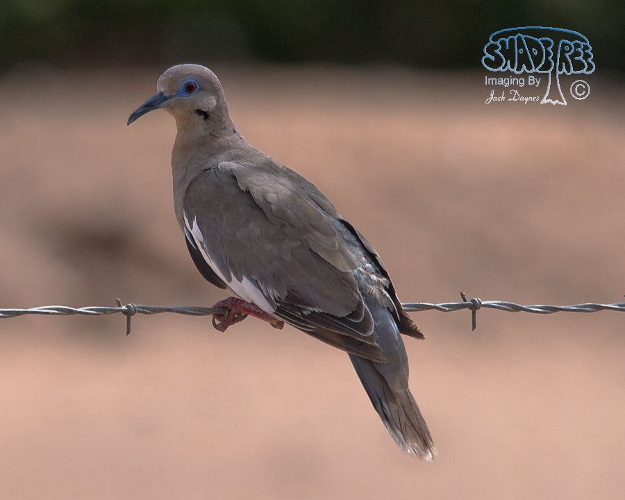 White-Winged Dove - Zenaida asiatica