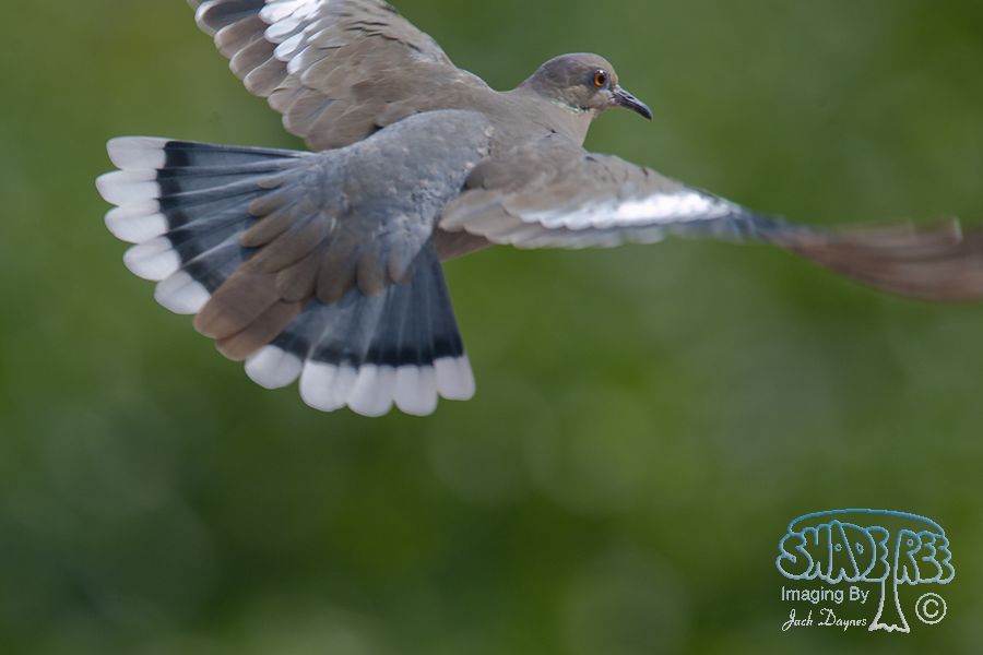 White-Winged Dove - Zenaida asiatica