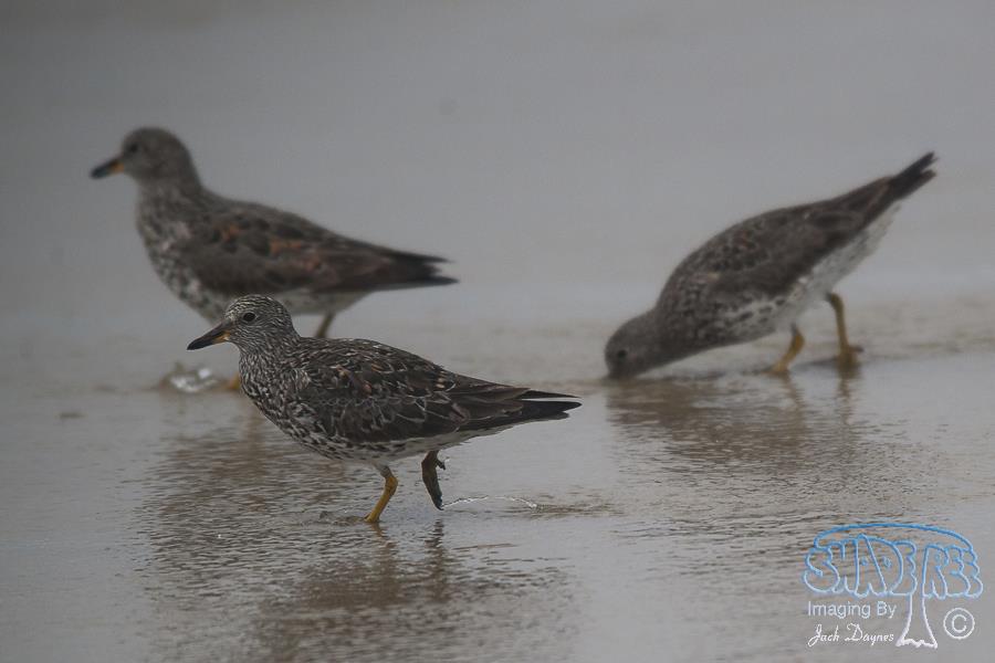 SurfBird - Aphriza virgata