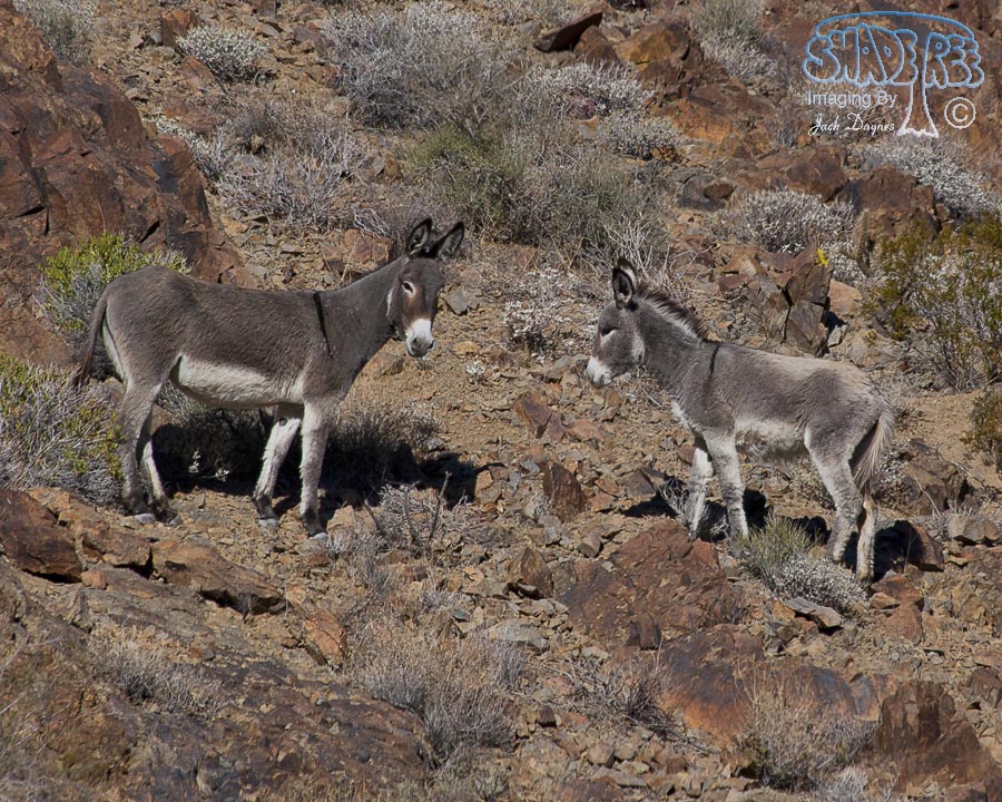 Wild Burro - Equus asinus