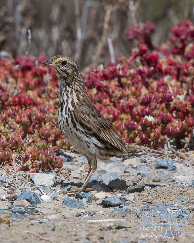 Savannah Sparrow - Passerculus sandwichensis beldingi