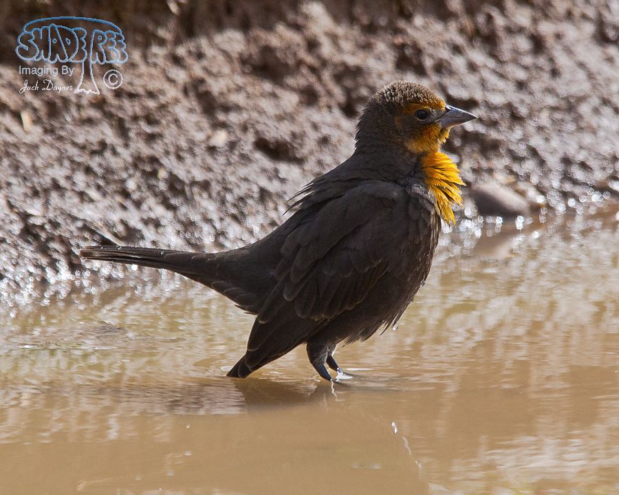 Yellow-Headed Blackbird - Xanthocephalus xanthocephalus