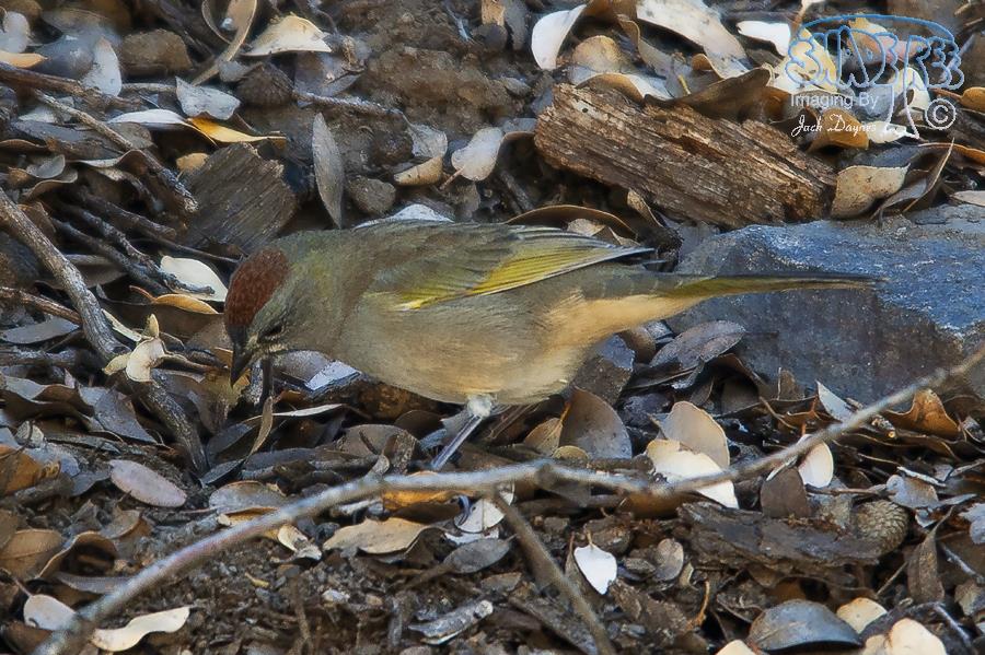 Green-Tailed Towhee - Pipilo chlorurus