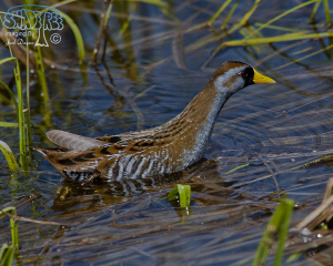 2015-05-14 Pinedale Explorations