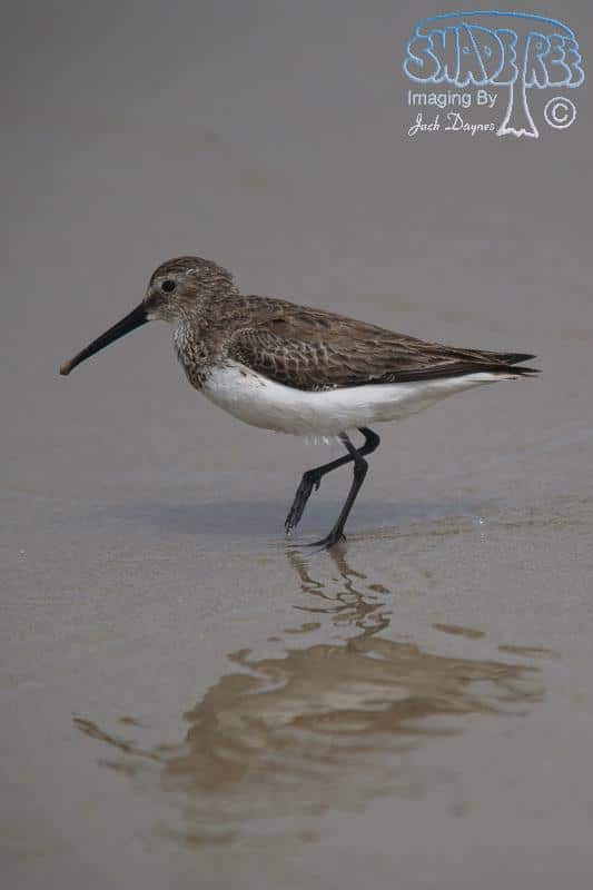 Dunlin - Calidris alpina