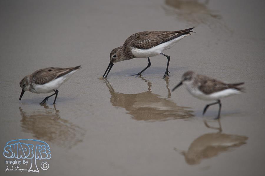 Dunlin - Calidris alpina