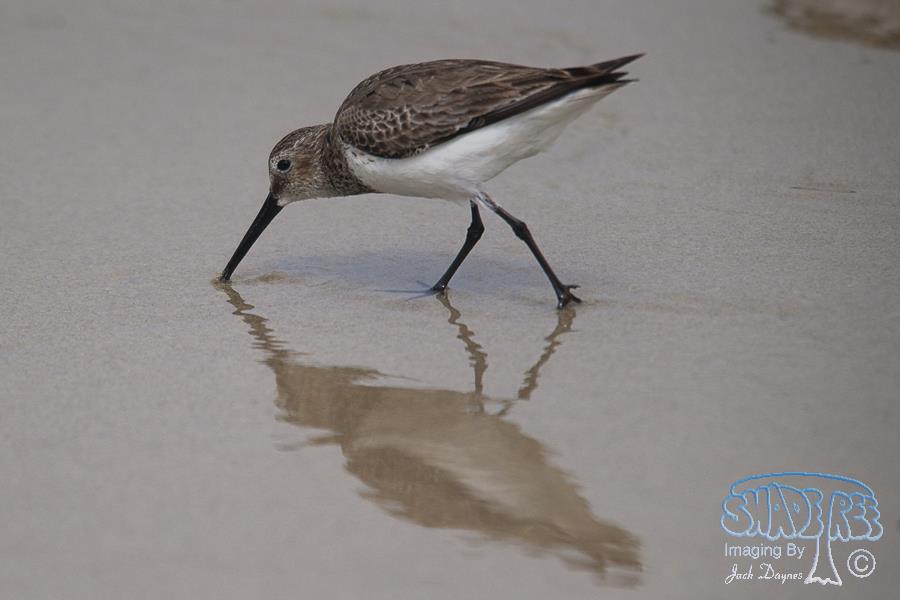 Dunlin - Calidris alpina