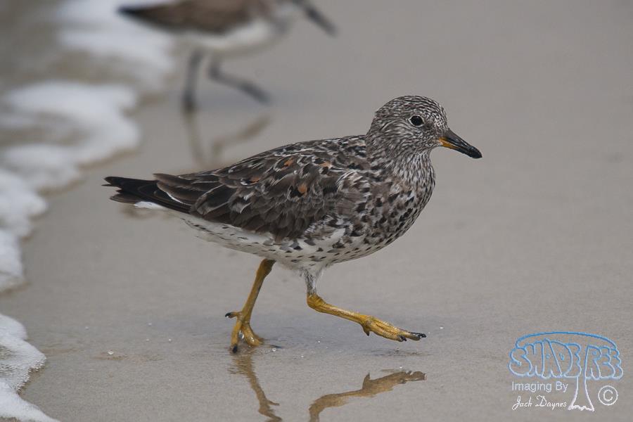 SurfBird - Aphriza virgata