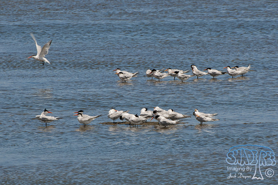 Elegant Tern - Thalasseus elegans