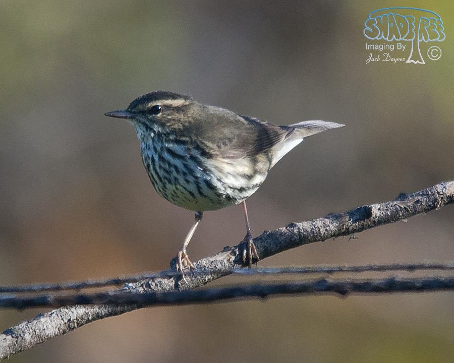 Northern Waterthrush - Parkesia noveboracensis