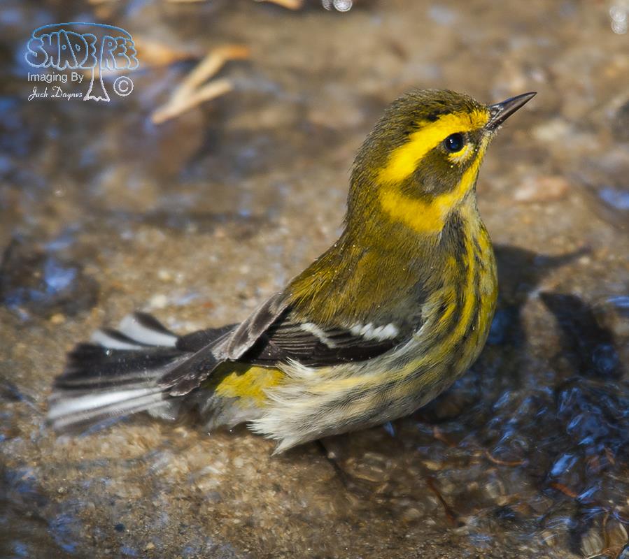 Townsend's Warbler - Setophaga townsendi