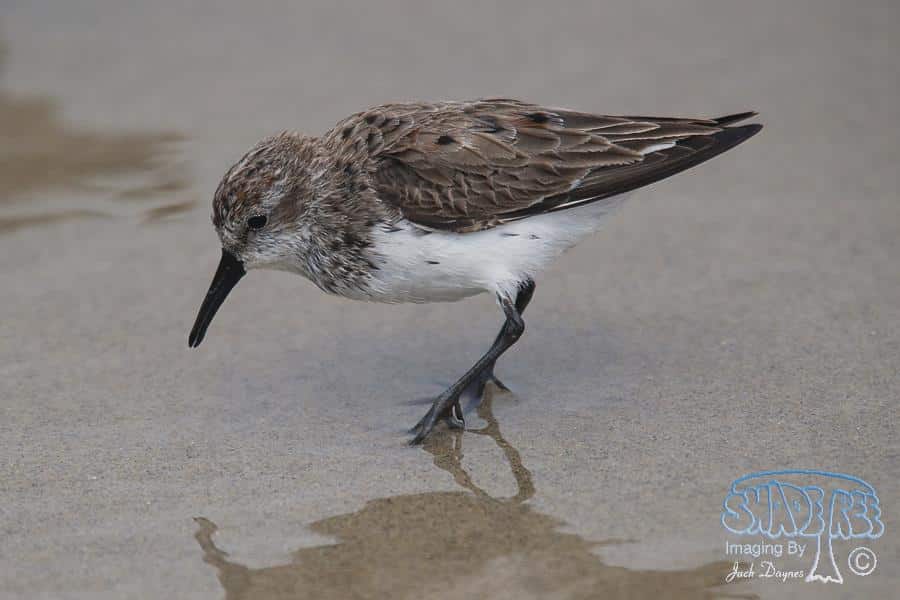 Western Sandpiper - Calidris mauri