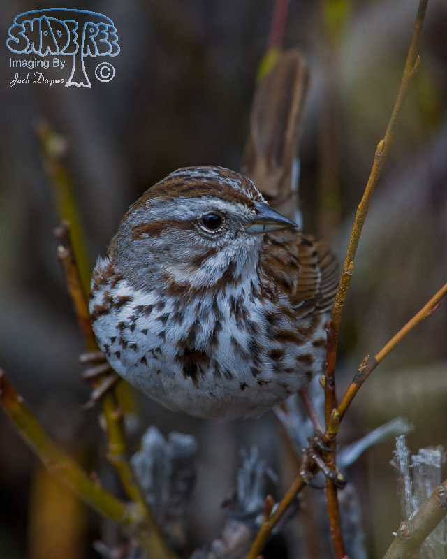 Song Sparrow - Melospiza melodia