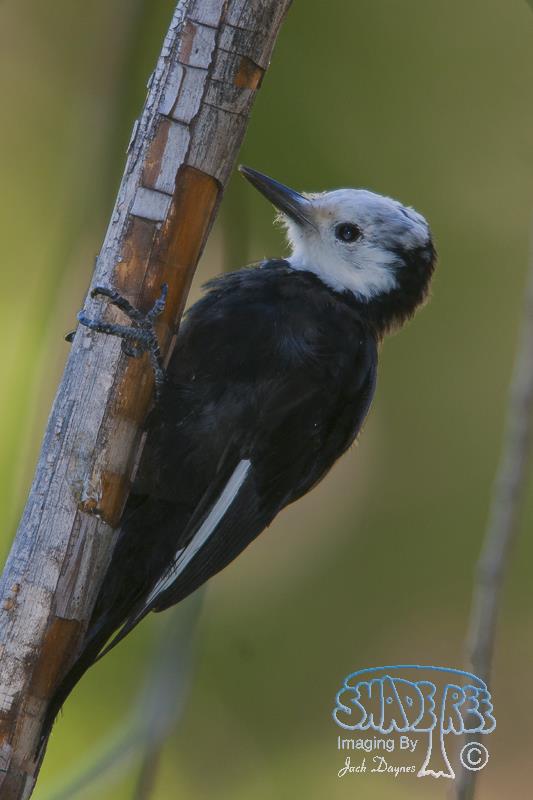 White-Headed Woodpecker - Leuconotopicus albolarvatus