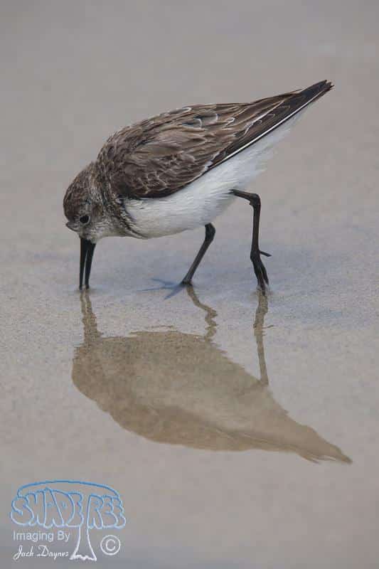 Western Sandpiper - Calidris mauri