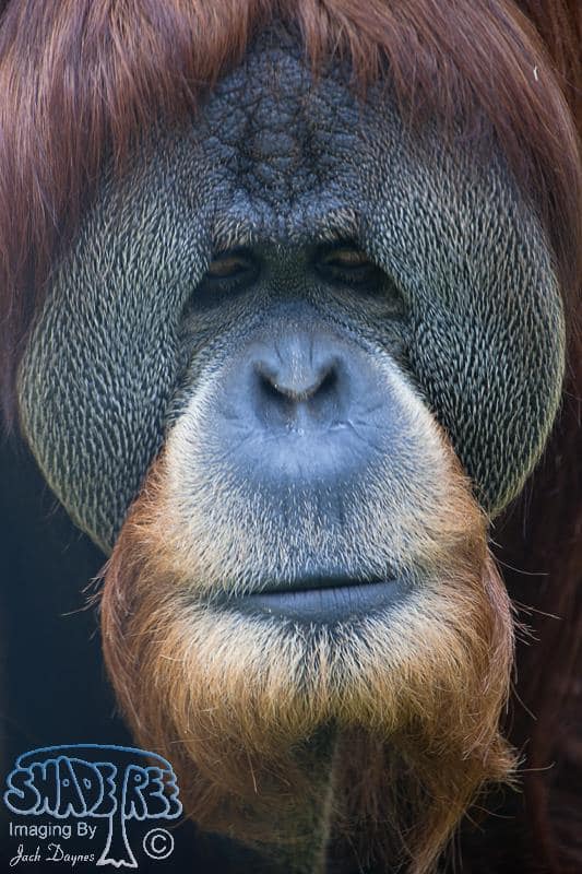 Orangutan - Pongo pygmaeus