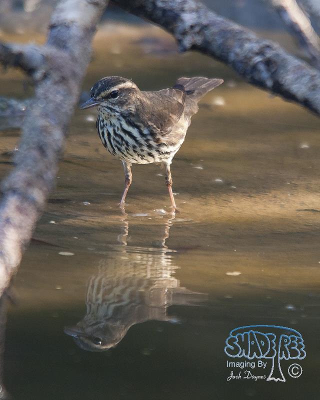 Northern Waterthrush - Parkesia noveboracensis