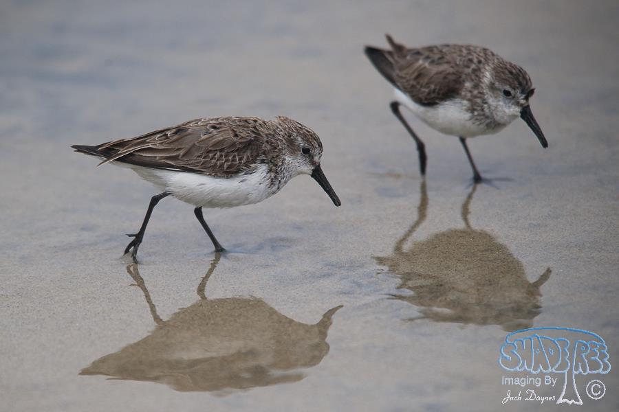 Western Sandpiper - Calidris mauri