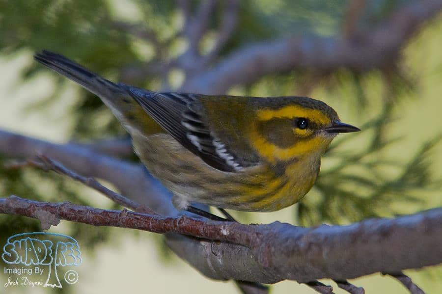 Townsend's Warbler - Dendroica townsendi