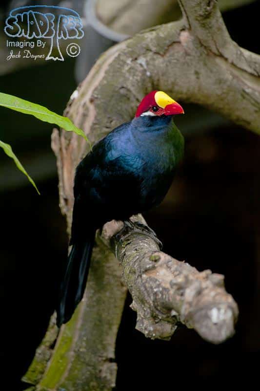 Violet Turaco - Musophaga violacea