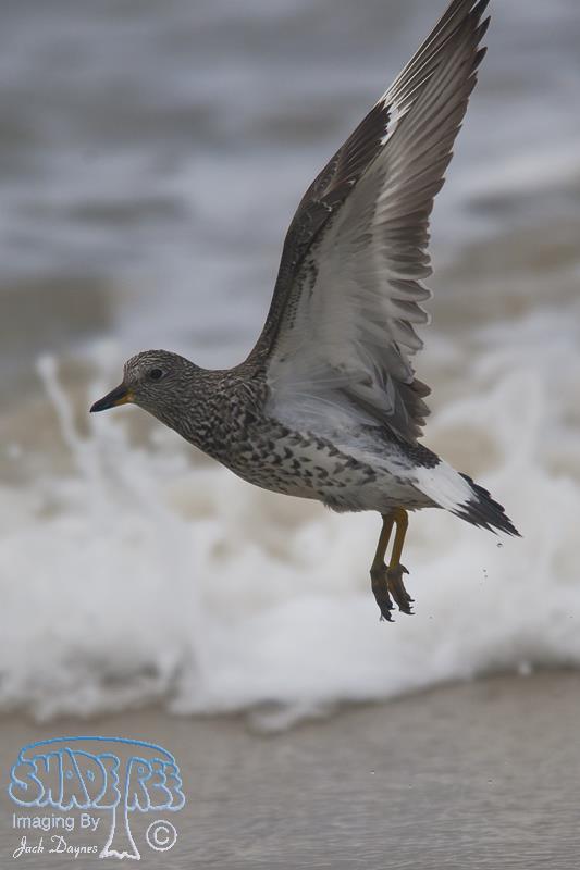 SurfBird - Aphriza virgata