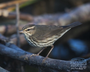 2013-10-29 Waterthrush At Dairy Mart Ponds