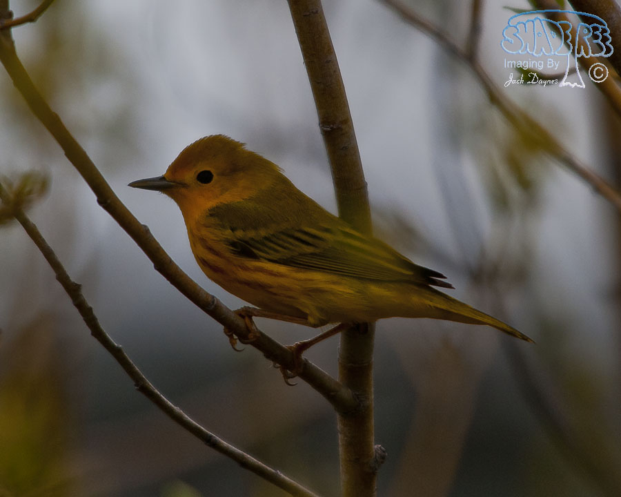 American Yellow Warbler - Setophaga petechia