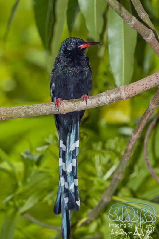 Green Wood Hoopoe - Phoeniculus purpureus