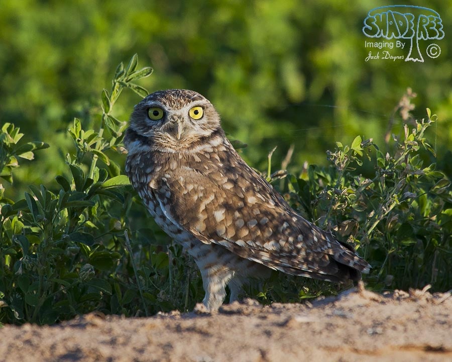 Burrowing Owl - Athene cunicularia