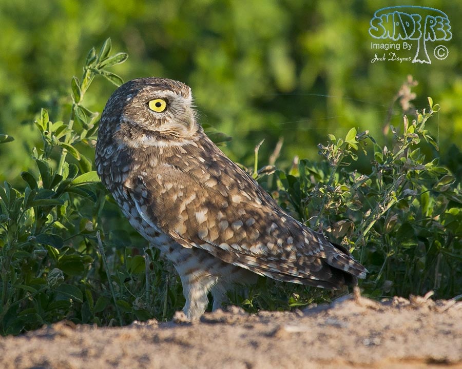 Burrowing Owl - Athene cunicularia