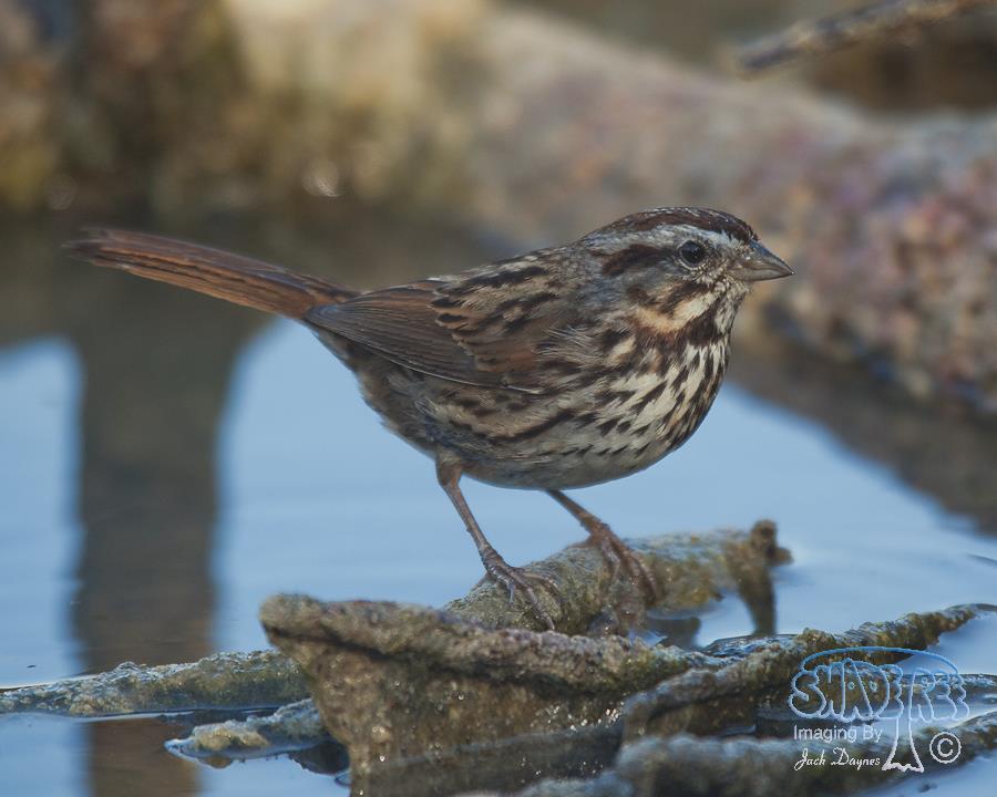Song Sparrow - Melospiza melodia