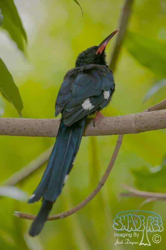 Green Wood Hoopoe - Phoeniculus purpureus