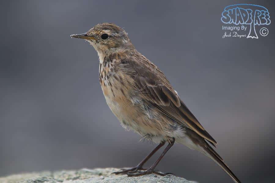 American Pipit - Anthus rubescens