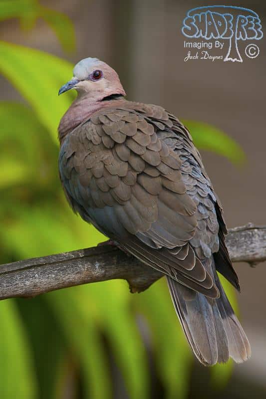 Red-eyed Dove - Streptopelia semitorquata