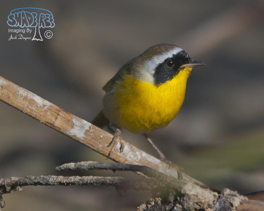 Common Yellowthroat - Geothlypis trichas
