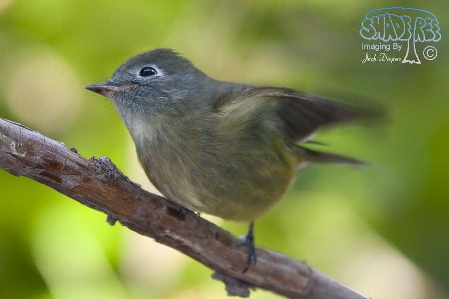 Dusky Flycatcher - Empidonax oberholseri