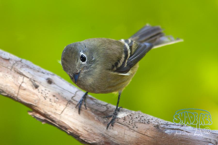 Dusky Flycatcher - Empidonax oberholseri