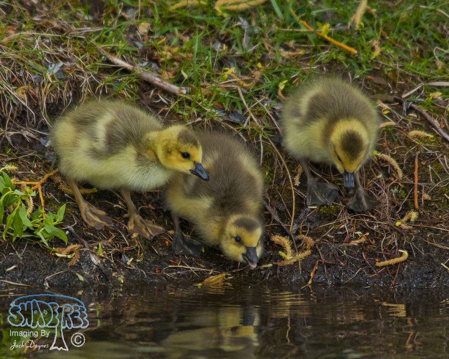 Canada Goose - Branta canadensis