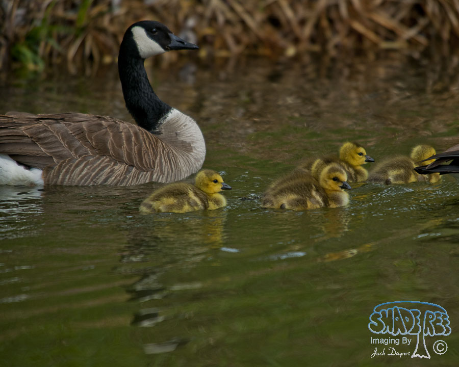 Canada Goose - Branta canadensis