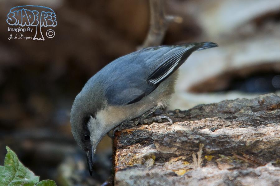 Pygmy Nuthatch - Sitta pygmaea