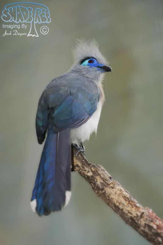 Crested Coua - Coua cristata