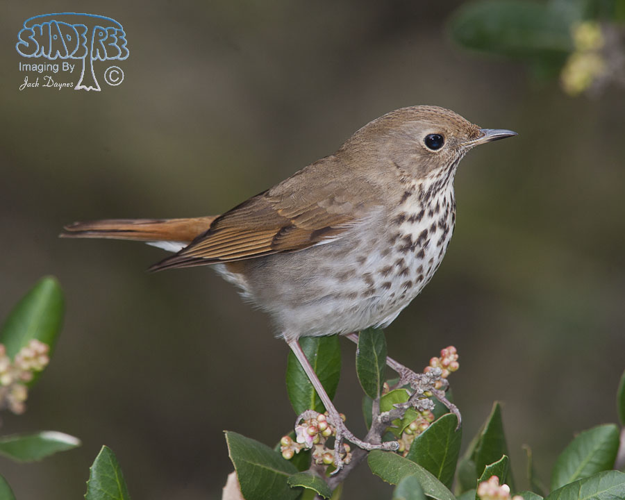 Hermit Thrush - Catharus guttatus