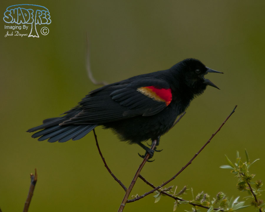 Red-Winged Blackbird - Agelaius phoeniceus