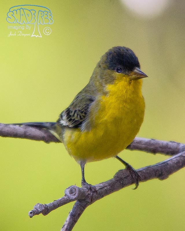 Lesser Goldfinch - Spinus psaltria