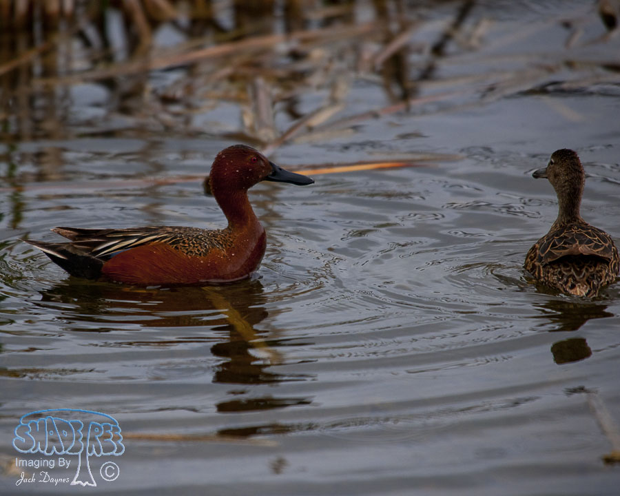 Cinnamon Teal - Spatula cyanoptera