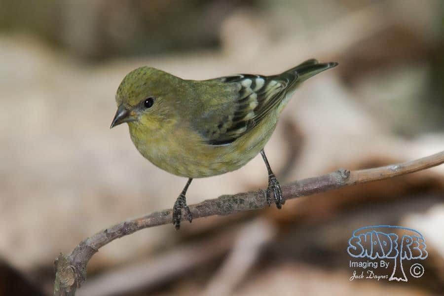 Lesser Goldfinch - Spinus psaltria