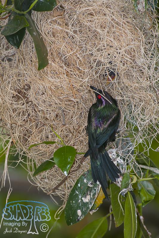 Metallic Starling - Aplonis metallica