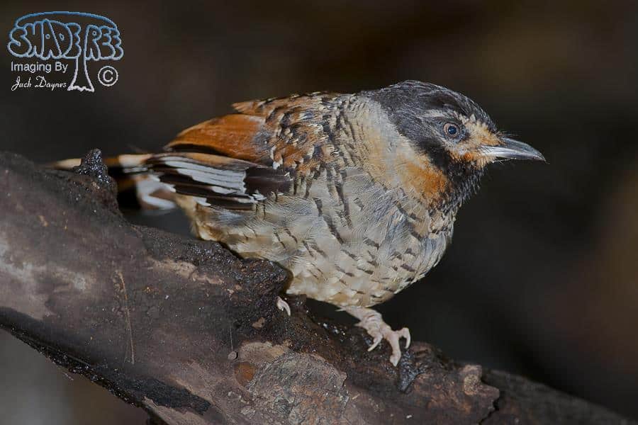 Spotted Laughingthrush - Garrulax ocellatus