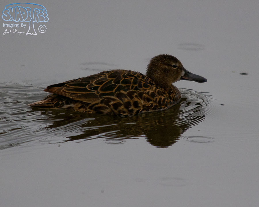Cinnamon Teal - Spatula cyanoptera