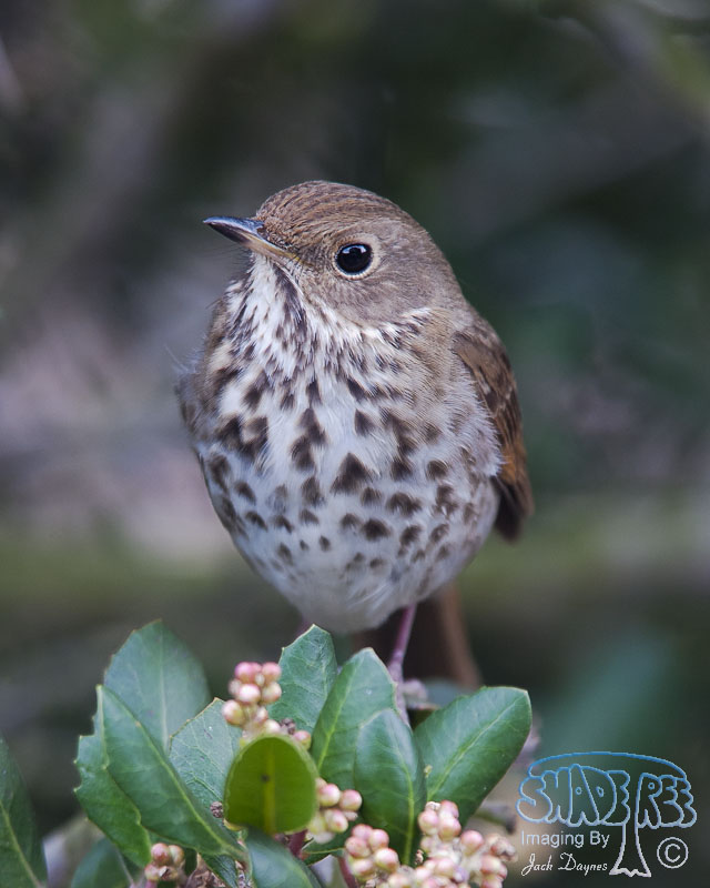 Hermit Thrush - Catharus guttatus